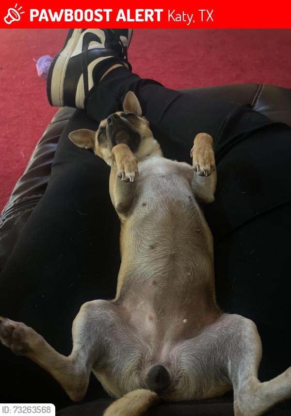 Lost Female Dog last seen Tuscany Farm Drive, Katy, TX 77493