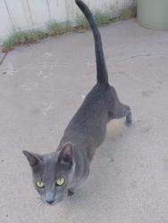 Found/Stray Female Cat last seen 67th ave and maryjane, Phoenix, AZ 85053