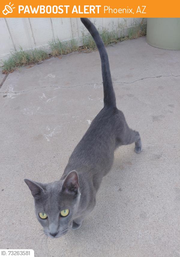 Found/Stray Female Cat last seen 67th ave and maryjane, Phoenix, AZ 85053