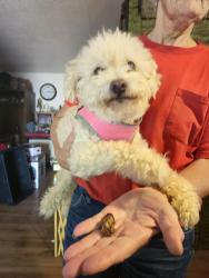 Found/Stray Female Dog last seen Ironwood and Apache trail, Apache Junction, AZ 85120