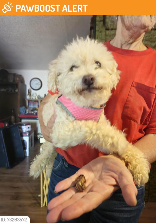 Found/Stray Female Dog last seen Ironwood and Apache trail, Apache Junction, AZ 85120