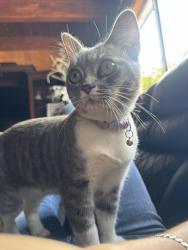 Lost Female Cat last seen Near Turquoise and Dawes, San Diego, CA 92109