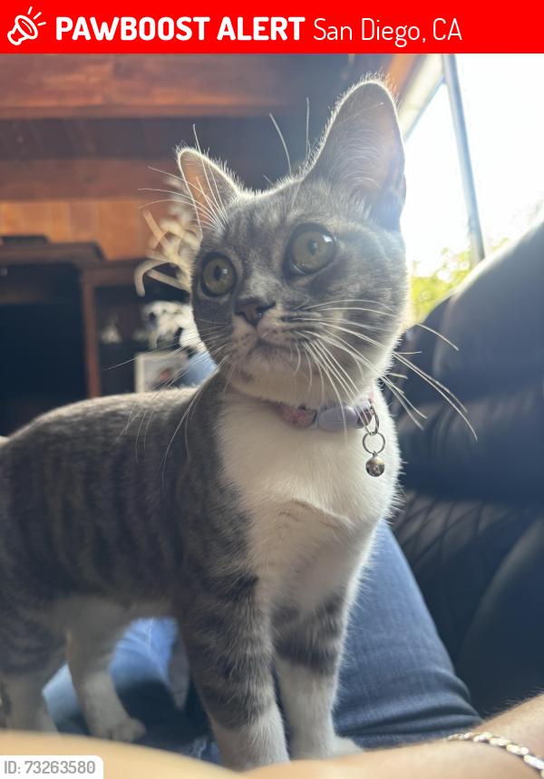Lost Female Cat last seen Near Turquoise and Dawes, San Diego, CA 92109