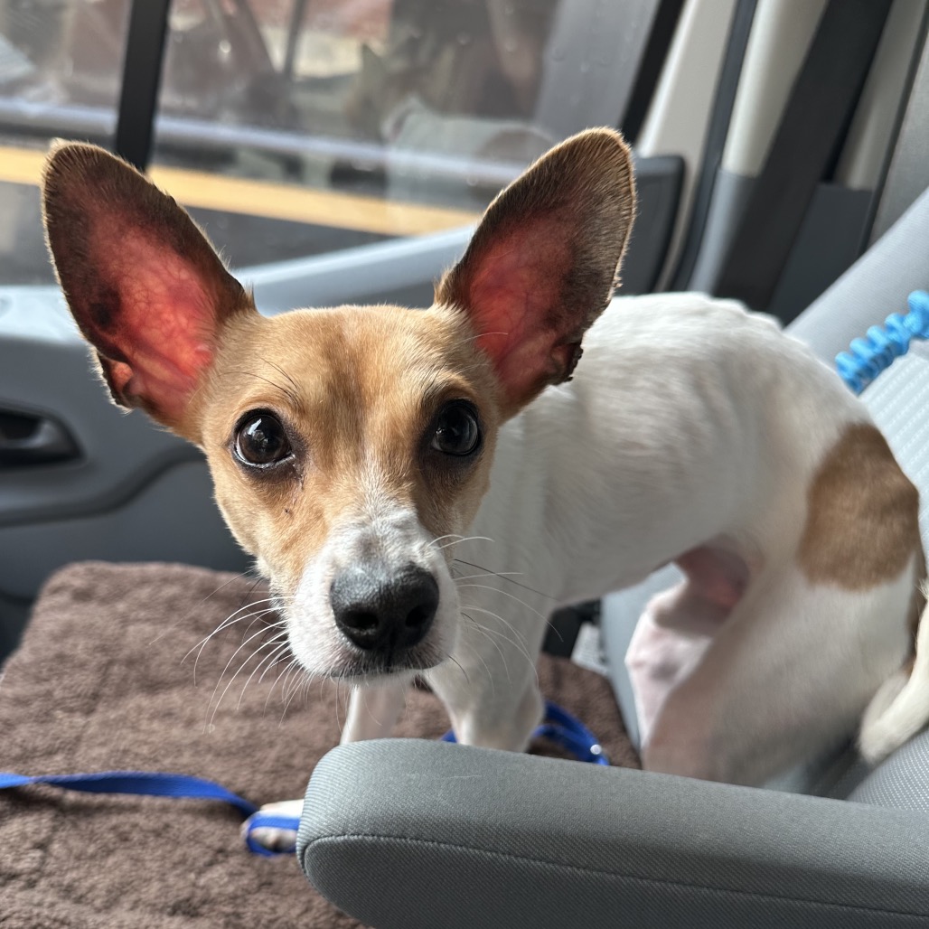 Shelter Stray Male Dog last seen , Animal Care & Control Team of Philly, 111 W Hunting Park Ave, Philadelphia, PA 19140, USA