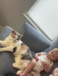 Lost Female Cat last seen Audubon place apmts, Arden, NC 28704