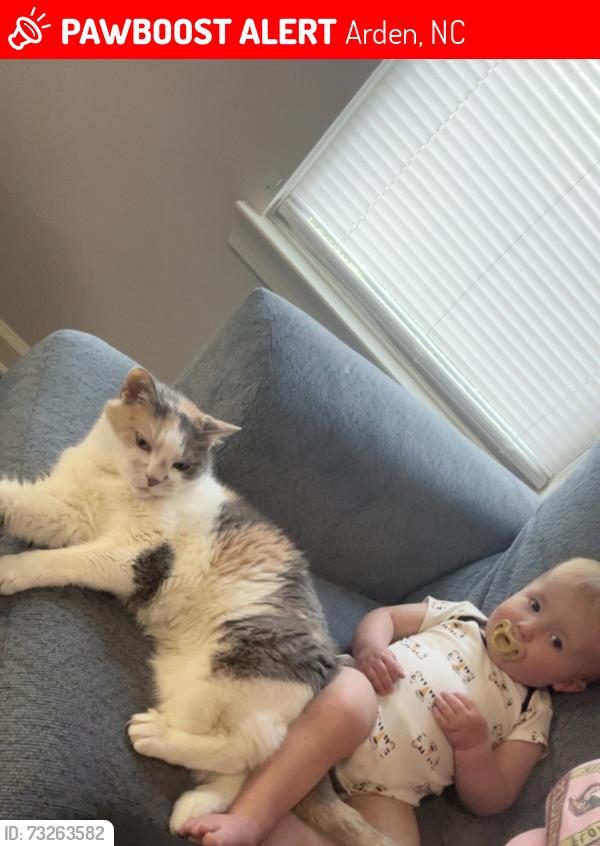 Lost Female Cat last seen Audubon place apmts, Arden, NC 28704