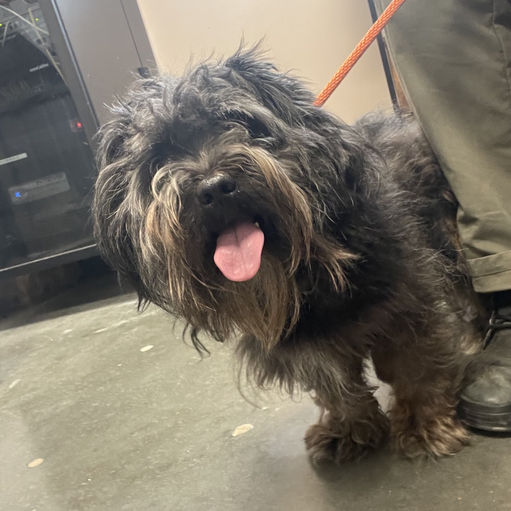 Shelter Stray Male Dog last seen , 3100 Deats Rd, Dickinson, TX 77539, USA