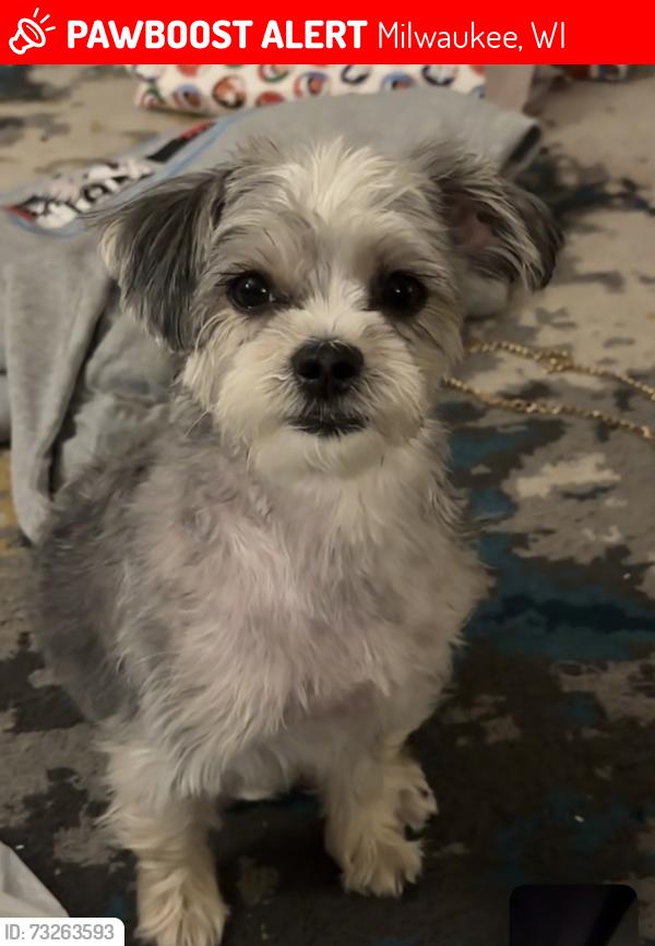 Lost Female Dog last seen Near chambers, Milwaukee, WI 53210