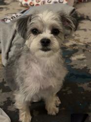 Lost Female Dog last seen Near chambers, Milwaukee, WI 53210