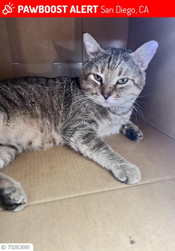 Lost Male Cat last seen 48th street and Orange Ave, San Diego, CA 92115