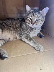 Lost Male Cat last seen 48th street and Orange Ave, San Diego, CA 92115