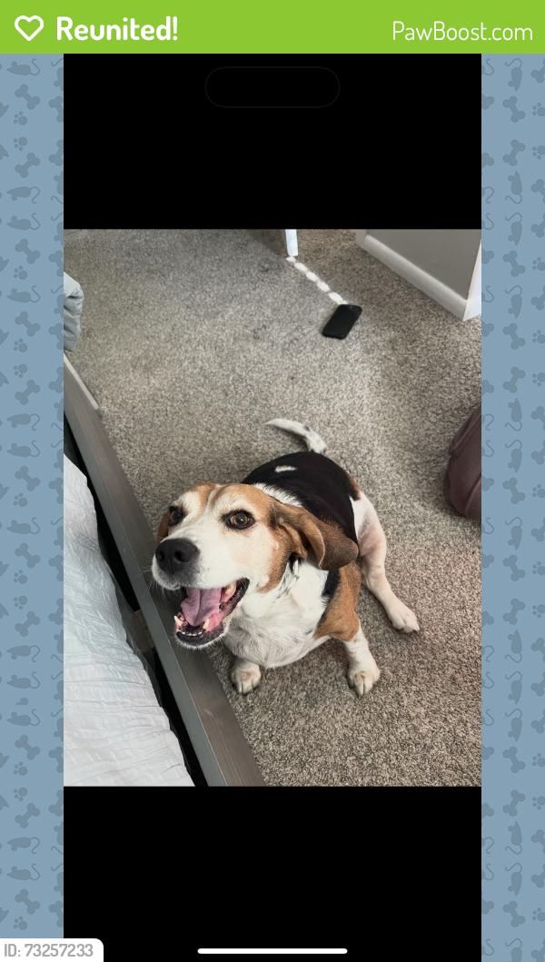 Reunited Female Dog last seen Gessner, Houston, TX 77031