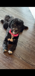 Reunited Female Dog last seen Santiago Dr, Grand Prairie, TX 75050