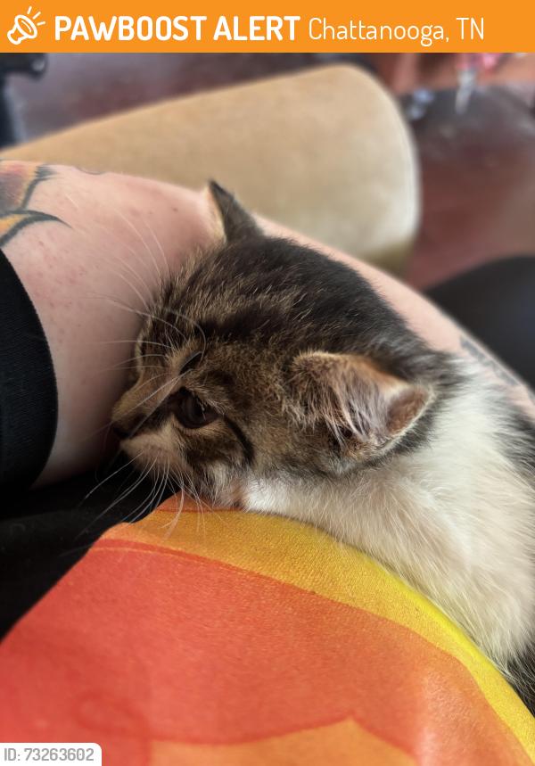 Found/Stray Male Cat last seen Near Highway 58 Animal hosp, Chattanooga, TN 37416