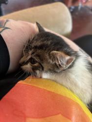 Found/Stray Male Cat last seen Near Highway 58 Animal hosp, Chattanooga, TN 37416
