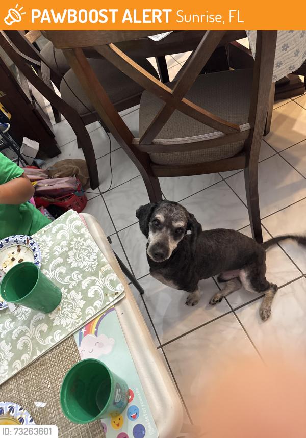 Found/Stray Male Dog last seen Near nw 25 ct , sunrise Florida 33313, Sunrise, FL 33313