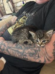 Found/Stray Female Cat last seen Highway 58 Animal hosp, Chattanooga, TN 37416
