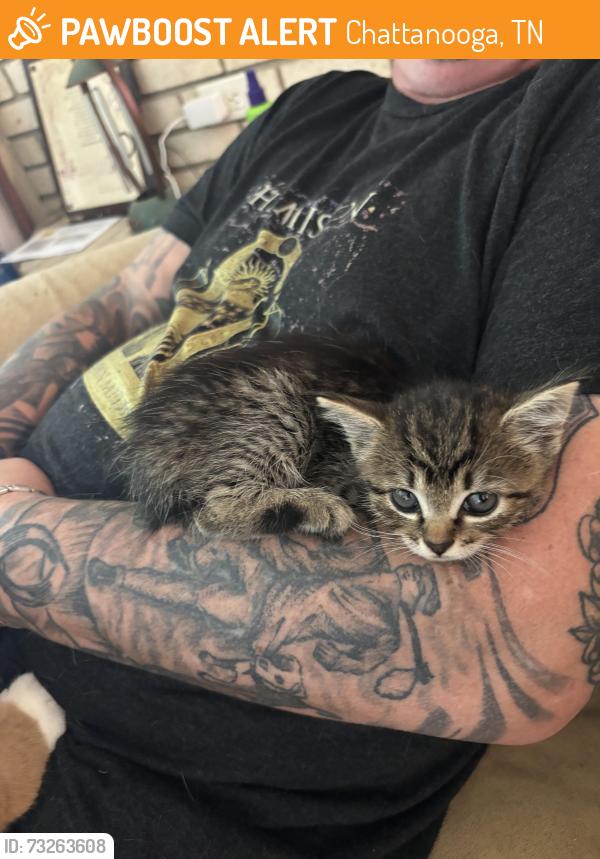 Found/Stray Female Cat last seen Highway 58 Animal hosp, Chattanooga, TN 37416