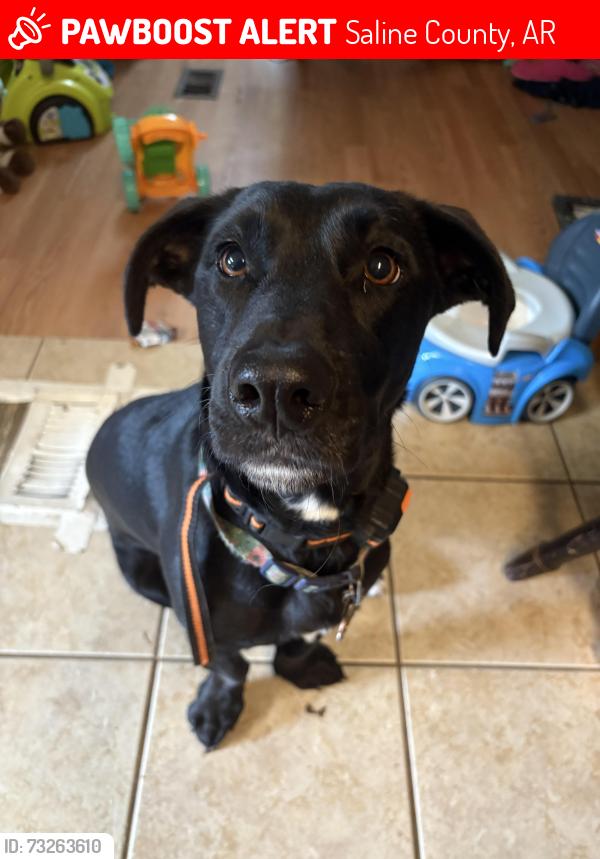 Lost Female Dog last seen Lawson Rd, Saline County, AR 72002