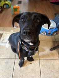 Lost Female Dog last seen Lawson Rd, Saline County, AR 72002