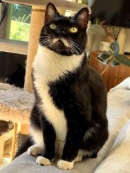 Reunited Male Cat last seen Murcia Ct, La Jolla, San Diego, CA 92037