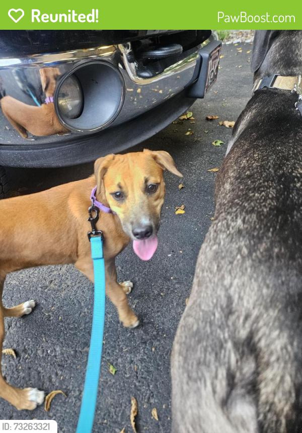 Reunited Female Dog last seen W meadow rd. By clover hill winery., Robesonia, PA 19551