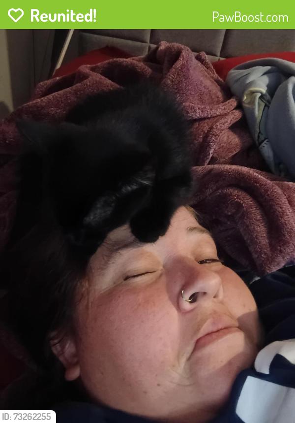 Reunited Male Cat last seen Princess and trace, Rossville, GA 30741