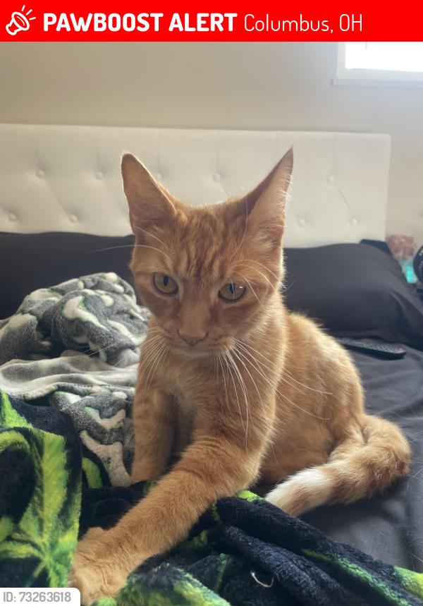 Lost Male Cat last seen Old Henderson square, Columbus, OH 43220