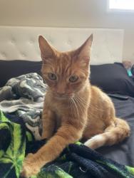 Lost Male Cat last seen Old Henderson square, Columbus, OH 43220