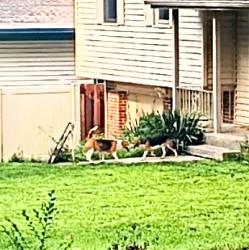 Reunited Unknown Dog last seen Cottonwood Lane and Wirt St., Omaha, NE 68134