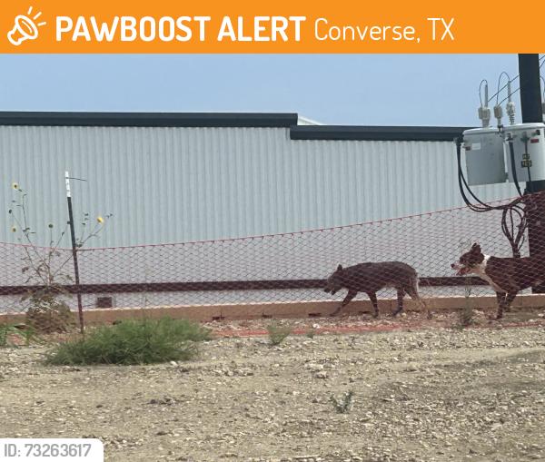 Found/Stray Male Dog last seen Near, Converse, TX 78109