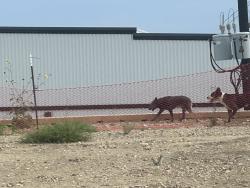 Found/Stray Male Dog last seen Near, Converse, TX 78109