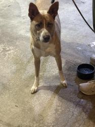 Found/Stray Male Dog last seen Prather Rd, Kansas City, MO 64116