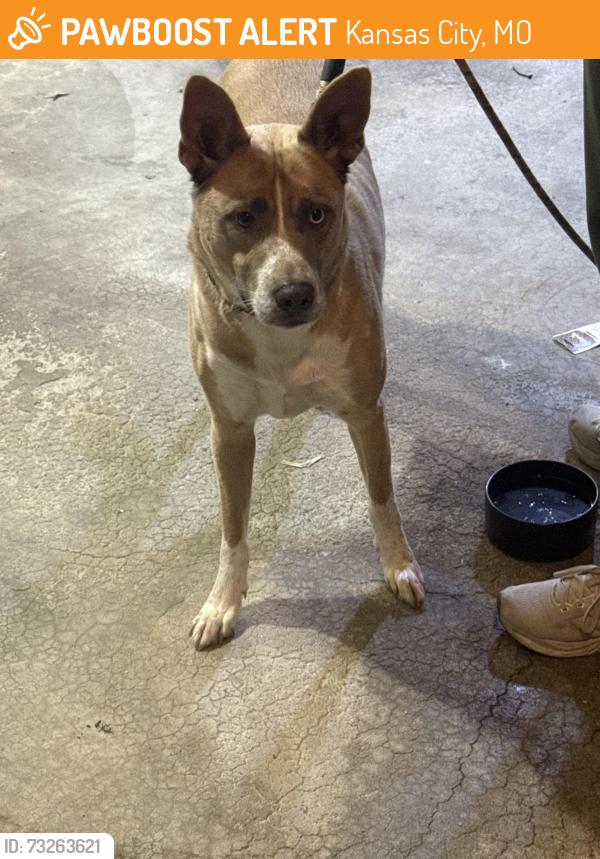 Found/Stray Male Dog last seen Prather Rd, Kansas City, MO 64116