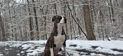 Lost Male Dog last seen Near fullerton cc, Spotsylvania County, VA 22408