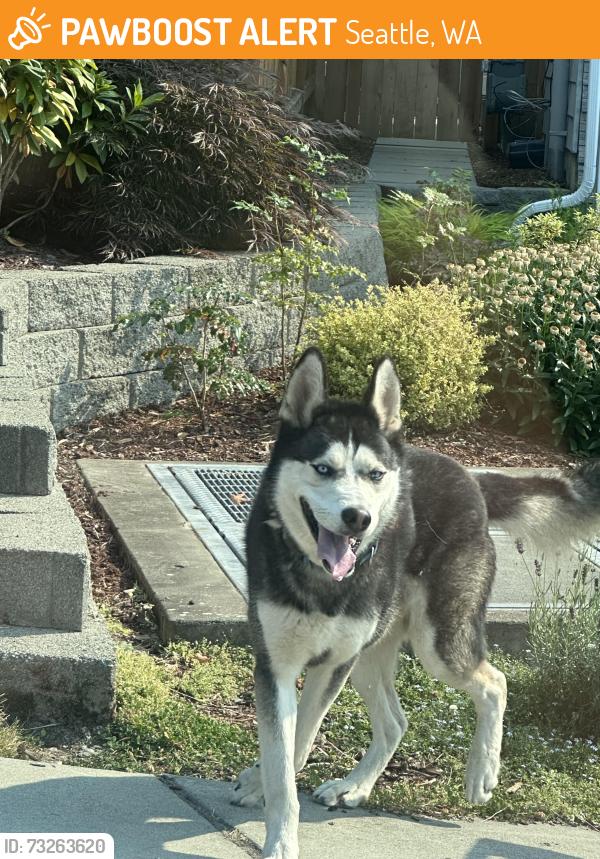 Found/Stray Unknown Dog last seen Kubota Village, Lindsay Pl. S Seattle, Seattle, WA 98118