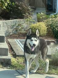 Found/Stray Unknown Dog last seen Kubota Village, Lindsay Pl. S Seattle, Seattle, WA 98118