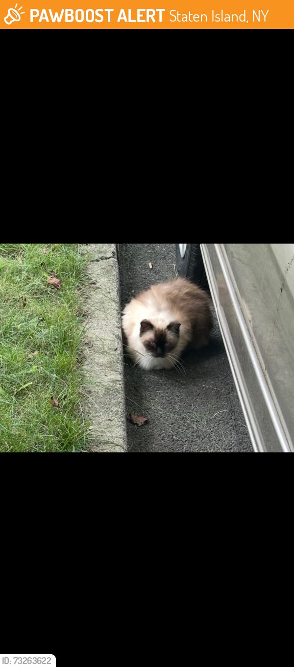 Found/Stray Unknown Cat last seen Slayton Avenue, Staten Island, NY 10314
