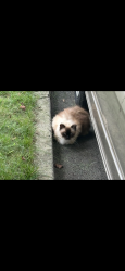 Found/Stray Unknown Cat last seen Slayton Avenue, Staten Island, NY 10314