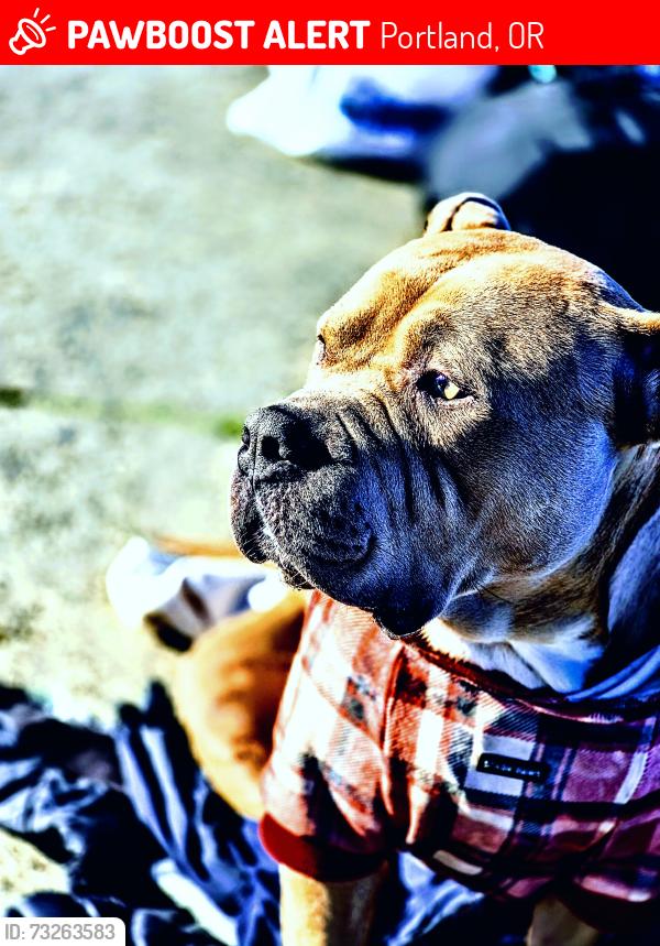Lost Male Dog last seen Near the and savior, Portland, OR 97209
