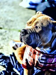 Lost Male Dog last seen Near the and savior, Portland, OR 97209