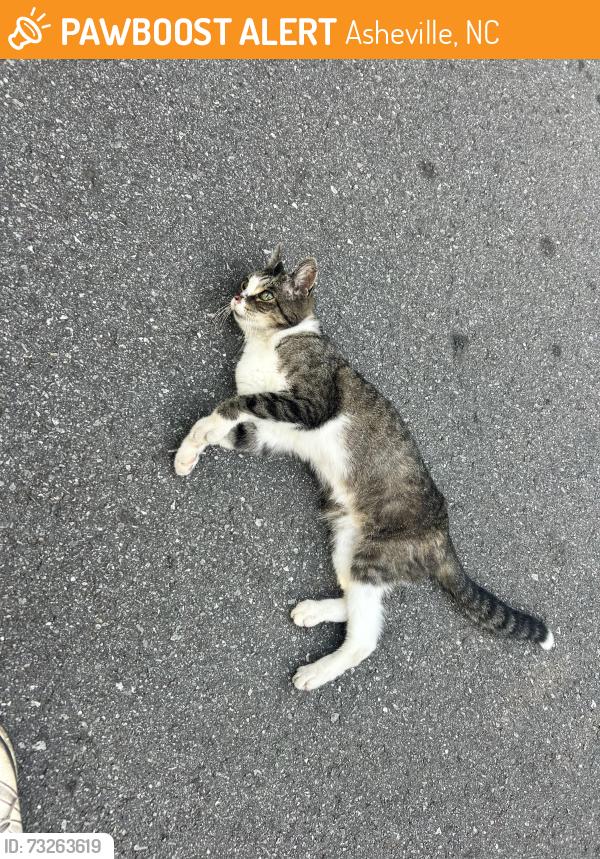 Found/Stray Unknown Cat last seen Near virginia ave, Asheville, NC 28806