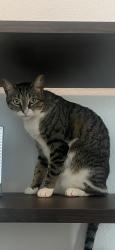 Lost Female Cat last seen Neilston way, Aliana, TX 77407