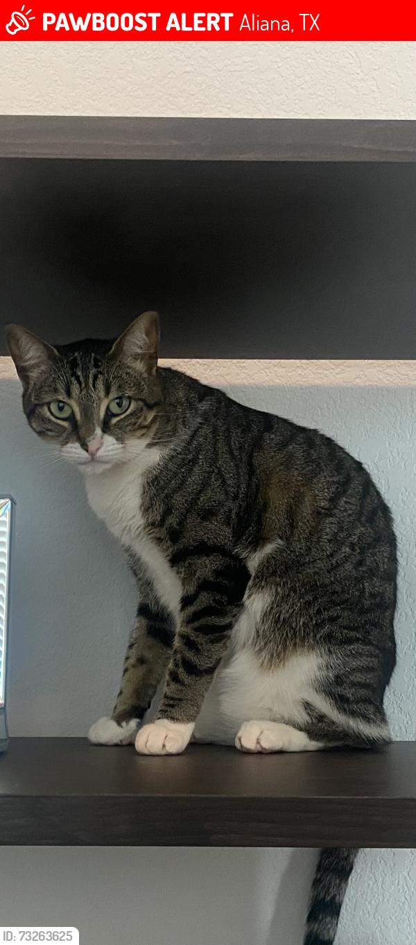 Lost Female Cat last seen Neilston way, Aliana, TX 77407