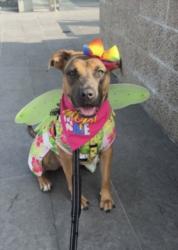 Shelter Stray Female Dog last seen , 1850 W 60th St, Los Angeles, CA 90047, USA