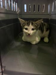 Shelter Stray Male Cat last seen , 1850 W 60th St, Los Angeles, CA 90047, USA