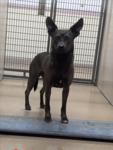 Shelter Stray Male Dog last seen , 16 Barnes Ct, Hayward, CA 94544, USA
