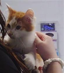 Shelter Stray Male Cat last seen CHARLOTTE, 8315 Byrum Dr, Charlotte, NC 28217, USA