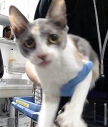 Shelter Stray Female Cat last seen POTRERO SOMEWHERE, 1419 Bryant St, San Francisco, CA 94103, USA