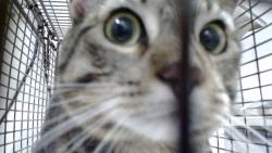 Shelter Stray Male Cat last seen Near BLOCK BRYANT / MARIPOSA, 1419 Bryant St, San Francisco, CA 94103, USA